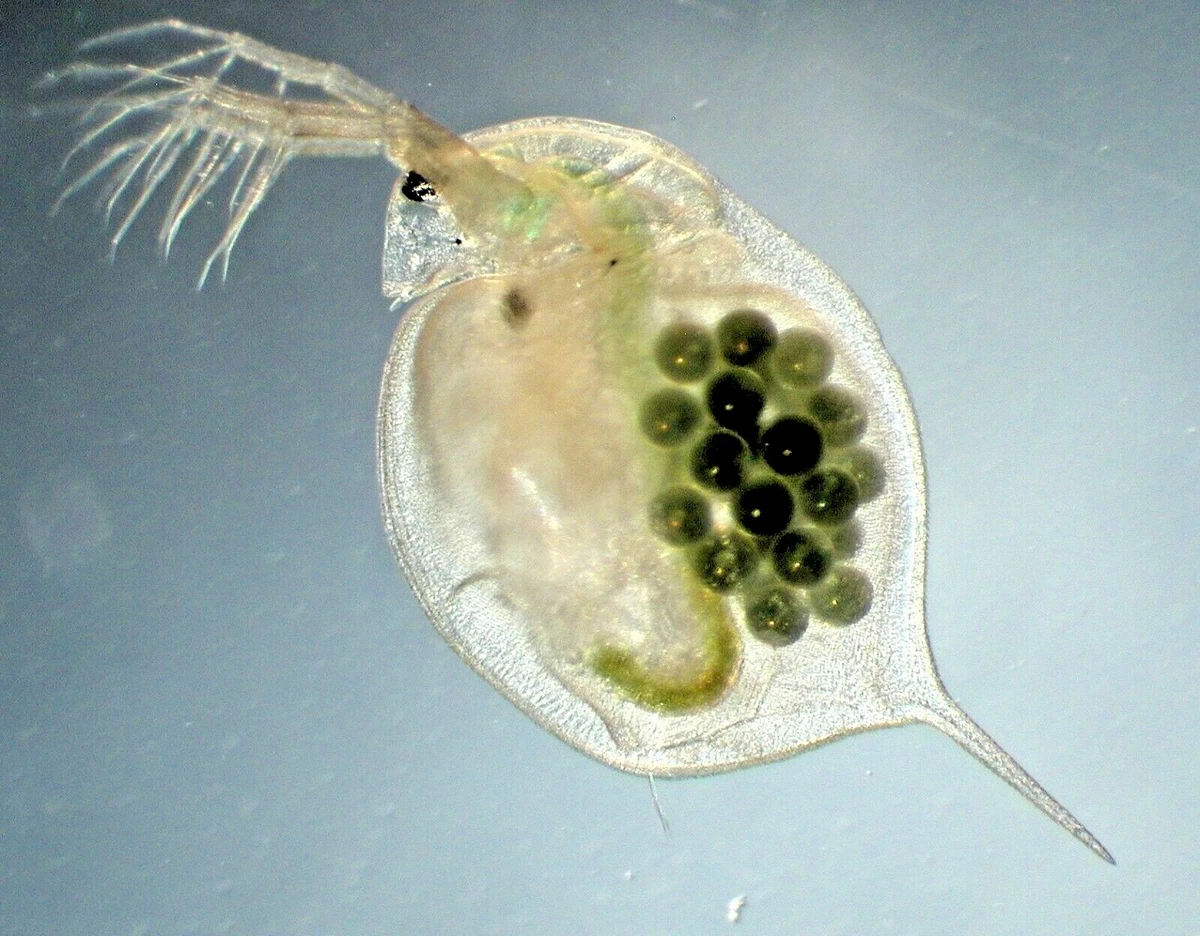 Live daphnia top for betta
