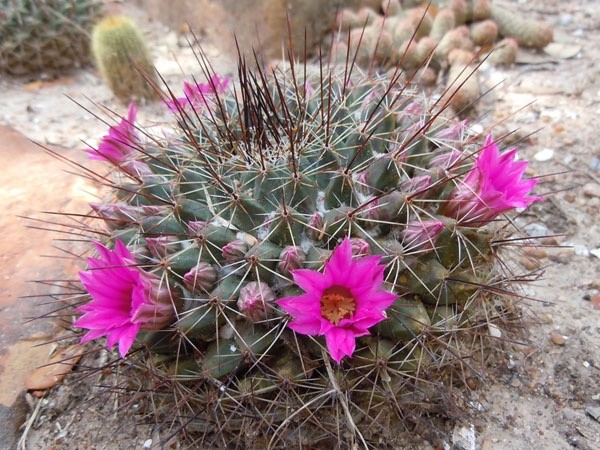 MAMMILLARIA (Mammillaria melanocentra) 10 seeds | eBay