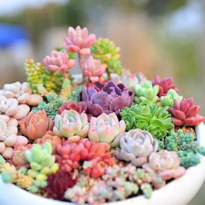 200pcs Rare Mixed Succulent Seeds - Beautiful and Colorful Collection. |  eBay
