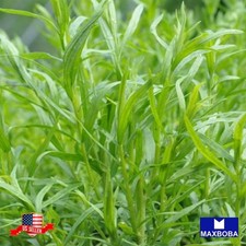 100 Tarragon Russian Seeds Non-GMO Heirloom