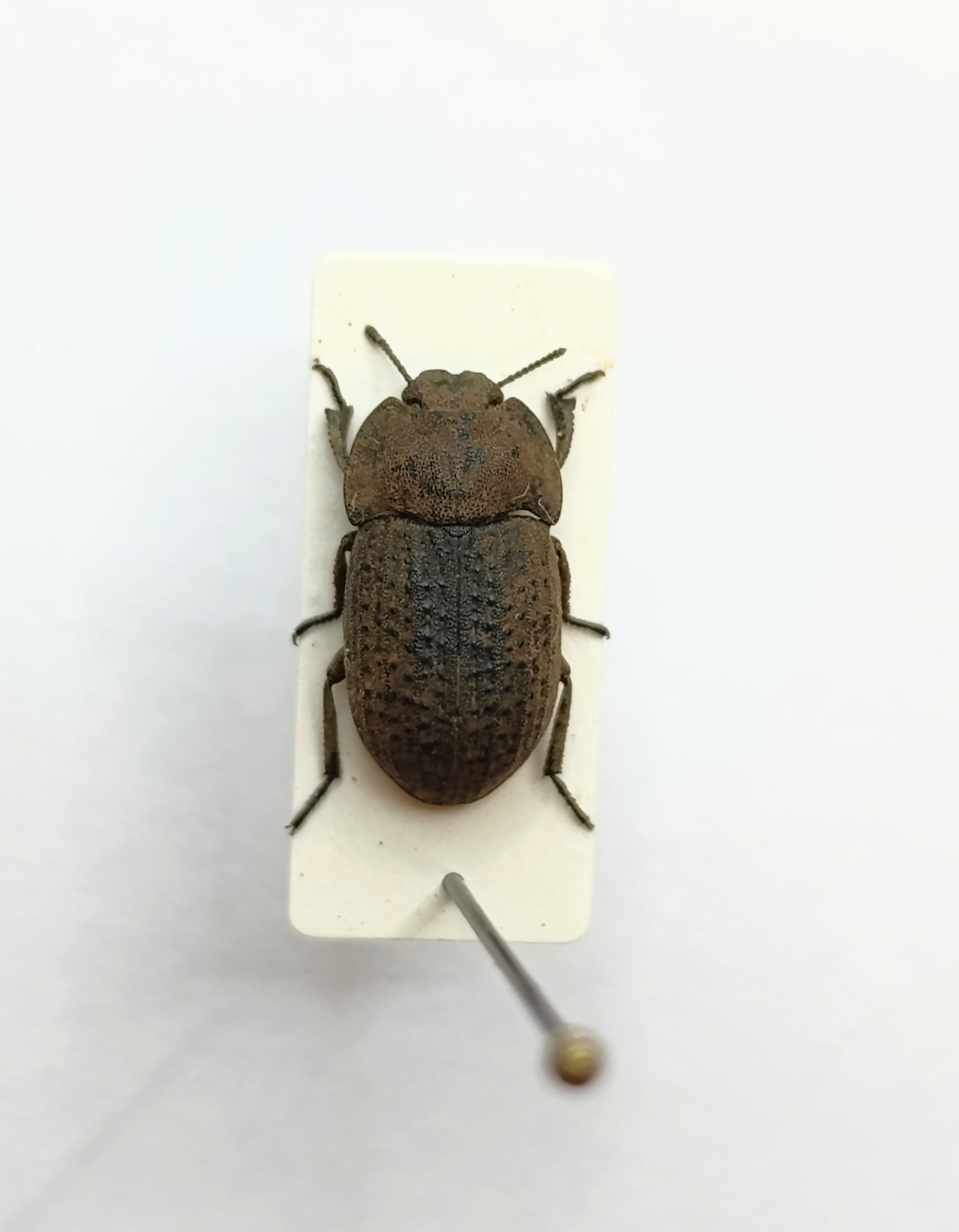 Entomology Taxidermy : Tenebrionidae, Ssp. 10mm+/-. A1