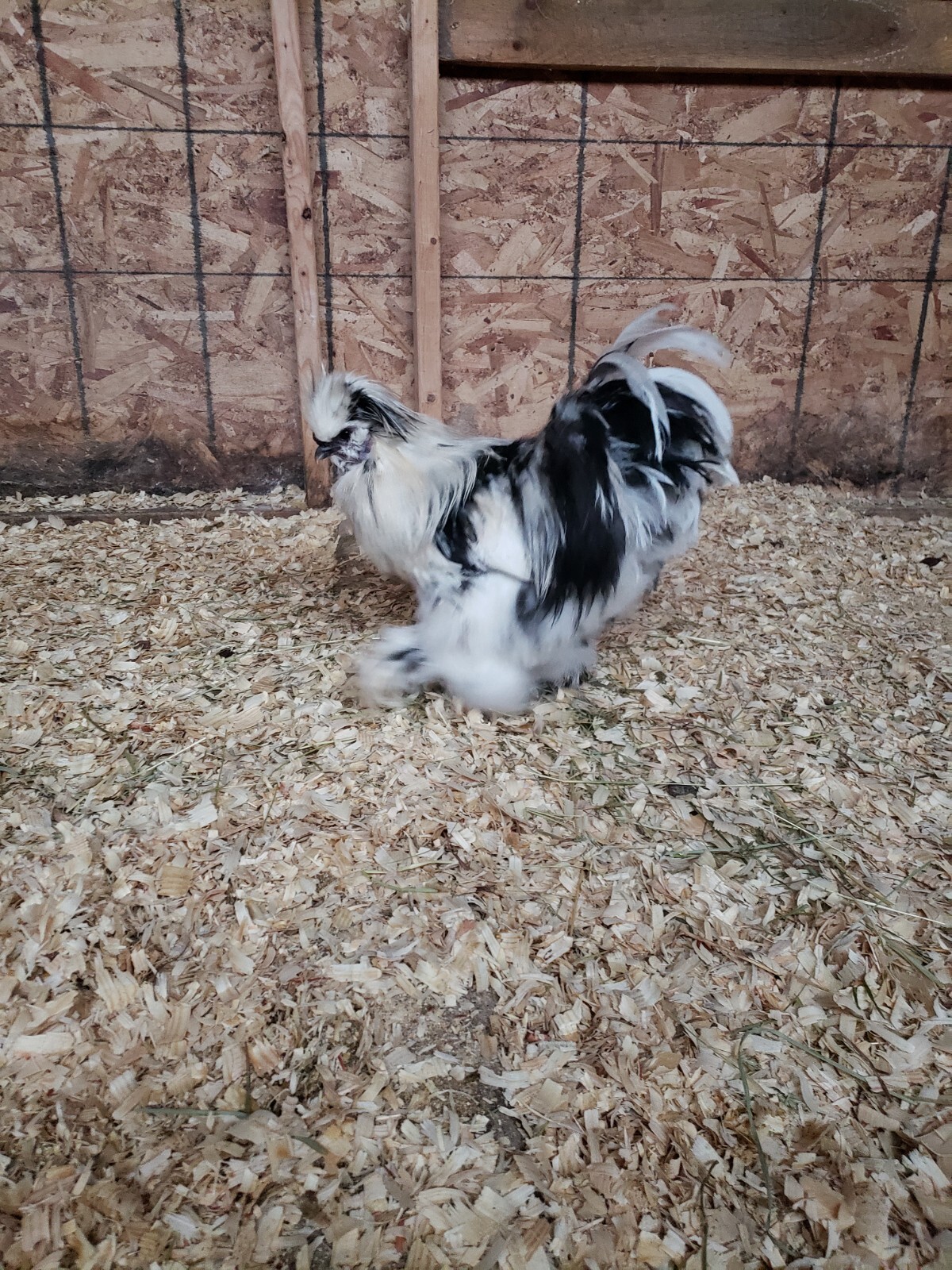 Paint silkie hatching Eggs 12++ eBay