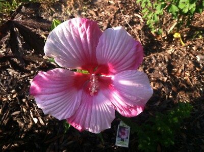 Hibiscus Turn of the Century 8 seeds | eBay
