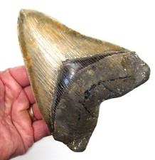 6.03” MEGALODON SHARK TOOTH  Real Fossil No Restorations Sharks Teeth