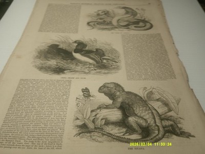 1850'S FULL PG,BALLOU'S DRAWING ROOM COMPANION,IGUANA  , COBRA DE CAPELLO,