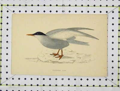 Original Old Antique Print C1850 Bird Whiskered Tern Wild-Life Nature Colour
