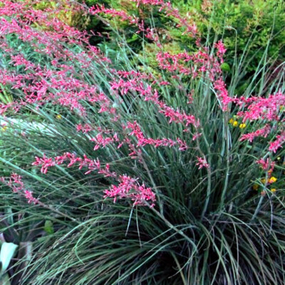 25 RED YUCCA SEEDS (Hesperaloe parviflora) Hummingbird & Butterfly