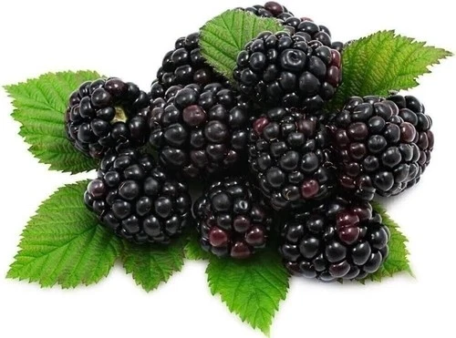 Blackberry Variety Pack - 4 Live Starter Plants - For Your Edible Garden