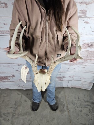 Wild 8 Point Whitetail Deer Antler Rack Horn Skull Plate Man Cave 108 ...