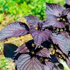 PERILLA SHISO RED VERSATILE JAPANESE HERB NATURAL SEED 1 GRAM APPROX 550 SEEDS