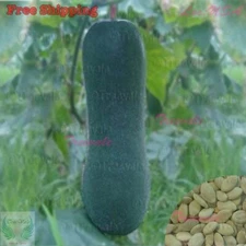 Black Skin Winter Melon Seeds | Black-Skinned Winter Melon | NON-GMO