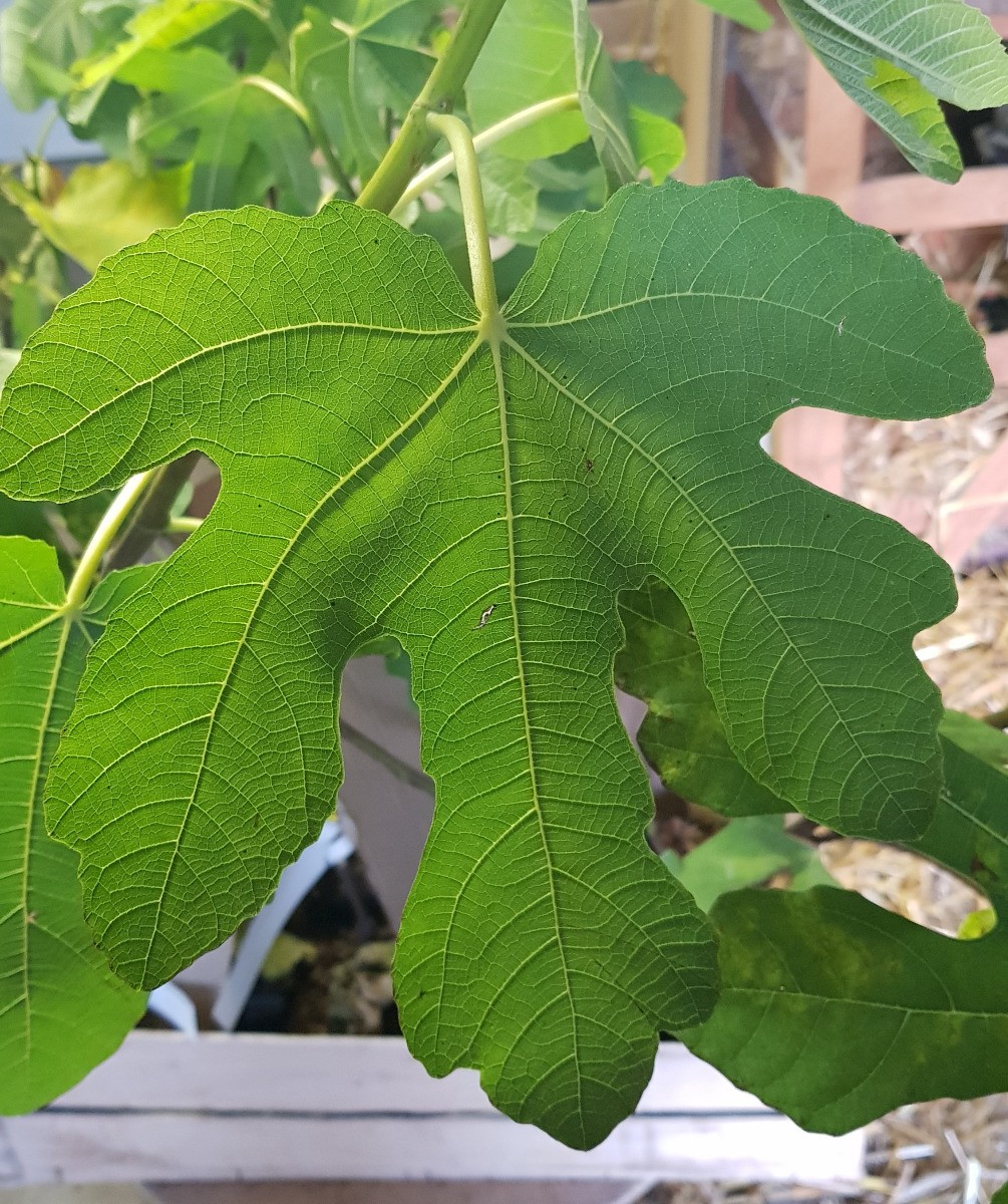 Figuier Violet de Malatrait très productif et résistant aux gelées