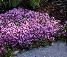 Creeping Thyme Seeds rock , edges, path ways Combined Shipping