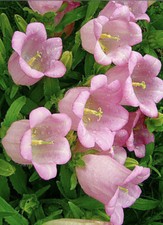 500 x CAMPANULA PINK - CANTERBURY BELLS PERENNIAL SEEDS