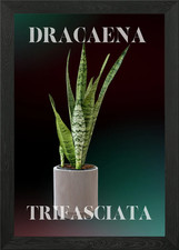 Dracaena Trifasciata Flowers and Pl Framed Wall Art Poster Canvas Print Picture