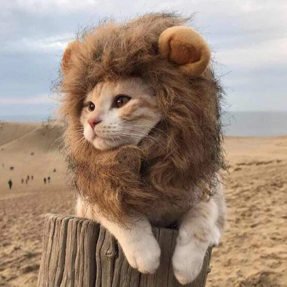 Bóveda tímido solidaridad S Size Cat Lion Mane Pet Lion Costume Pet Lion Hair Wig For Dogs Cats Pets | eBay Bóveda tímido solidaridad S Size Cat Lion Mane Pet Lion Costume Pet Lion Hair Wig For Dogs Cats Pets | eBay