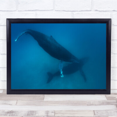 Buckelwal Meer Ozean Wildtiere Kalb Taucher Wandkunstdruck
