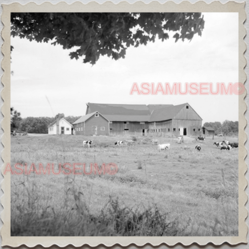 50s GREENFIELD MASSACHUSETTS COW FARM CATTLE AMERICA OLD VINTAGE USA Photo 9357 - Afbeelding 1 van 2