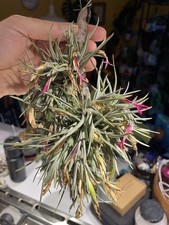 Tillandsia dorotheae TYPE CLONE with Data