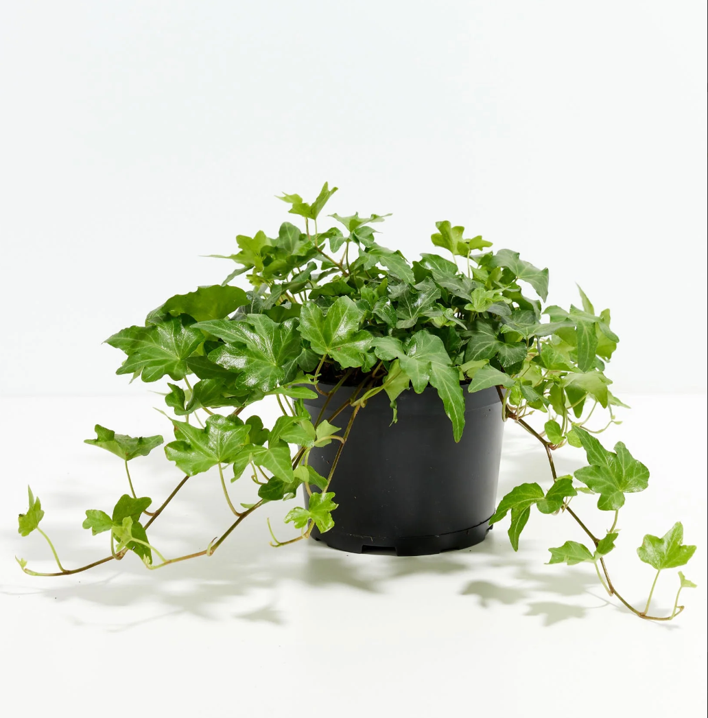 Organic Live California English Ivy Cuttings-Hardy Plant-Easy To Grow-Indoor/Out