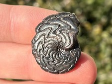 Discoclymenia cucullata Fossil Goniatite Morocco Ammonite Devonian Age