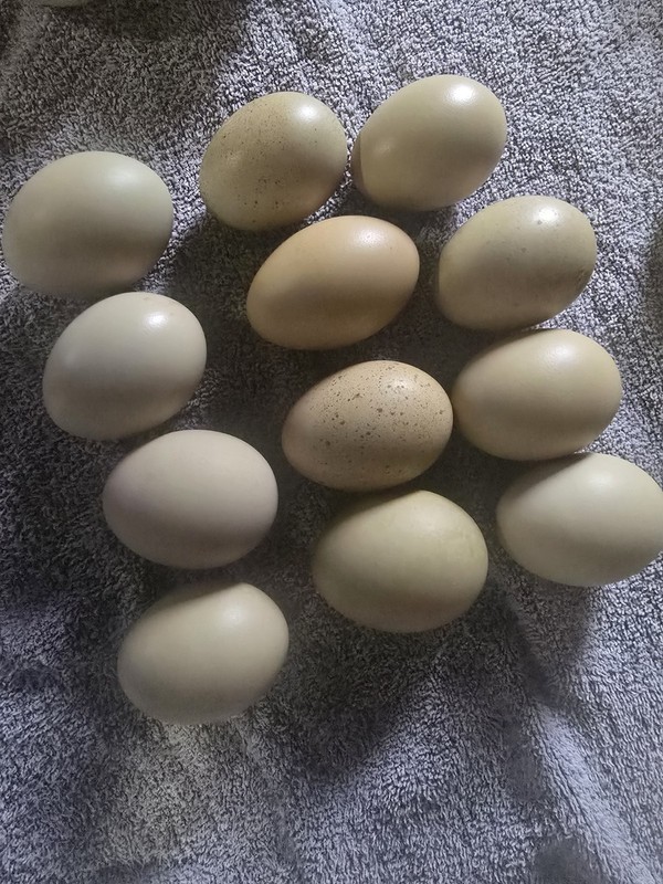 10+ Green Hatching Eggs