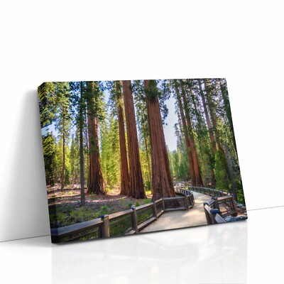 Giant Sequoia Mariposa Grove Wall Art Decor from Yosemite National Park