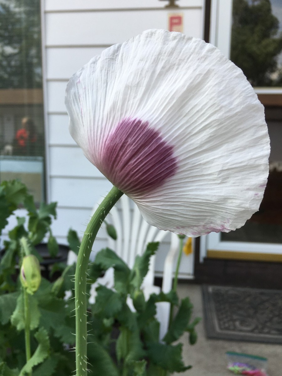 Izmir Tasmanian Poppy (500+ seeds) | eBay
