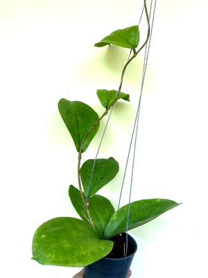 Hoya lambii  10-20 inches well rooted.