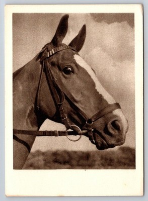 Vintage Sepia Postcard Horse Head Portrait Hermann Renzl Hamburg