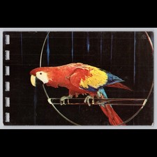 Postcard Red and Blue Macaw Ara Macao Colorful Bird
