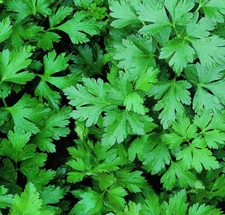 PARSLEY SEEDS 1000+ DARK GREEN FLAT LEAF ITALIAN herb GARDEN biennial PLANTS