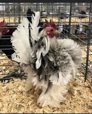 6 + 3 SQ Fresh Serama Hatching Eggs Splash Blue Black Chocolate Mottled! NPIP