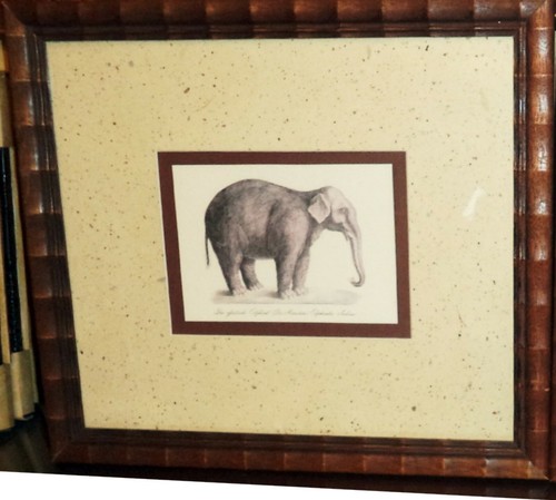 Das Kameel Camelus Dromedarius Framed Art Print - Picture 8 of 8