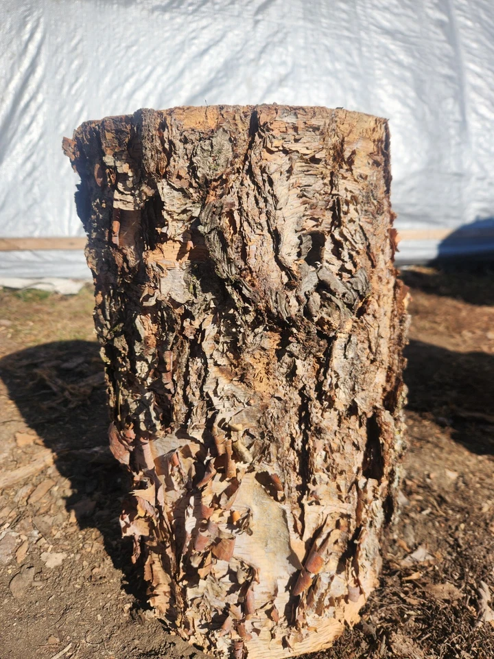 Birch Stump 8 1/2×9×15 1/2 - Image 2 of 2