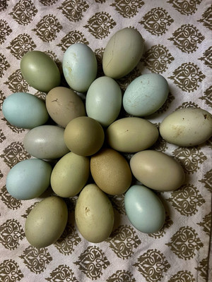 9 + 1 FREE! HATCHING EGGS, EASTER/OLIVE EGGERS, LEGBAR.