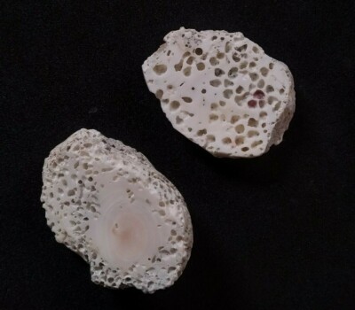 100%Natural Japanese white coral mediternean sea Unpolished