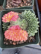 Gymnocalycium mihanovicci inermis Cristata 'Spineless' variegated Gen-3  4” Pot