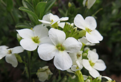 1,5 Gramm , über 4000 Samen Arabis caucasica alpina white - Garten Gänsekresse