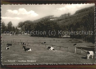 Hohenhausen Lippe Cattle Pasture Cows
