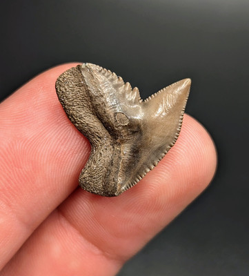 #ad #ad Unique Brown Tiger Shark Tooth Peace River Florida Gem $22.27