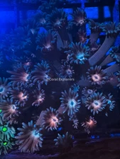 CE- WYSIWYG Autumn Eve Rainbow Goni Frag - Live Coral LPS SPS #RZD10