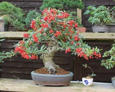 Pyracantha bonsai tree In 15 Cm Ceramic Pot 