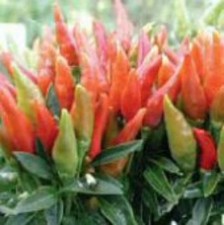 25  seeds Candlelight hot pepper garden planting spicy food