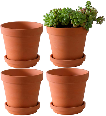 olive tree planter pot Arbequina Olive Tree- Pre-Planted for the Perfect Gift