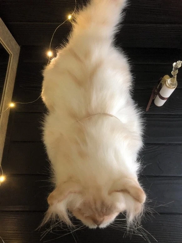 Realistic OOAK Artist Handmade cat toys Stuffed Large Plush White Teddy Kitten - Image 2 of 4