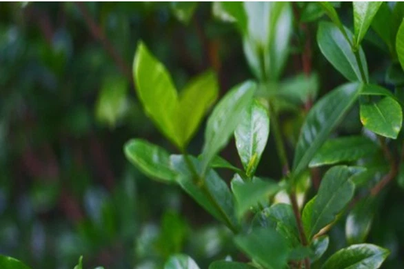 Petzval Modification Helios 44M f,2/58мм KMZ Soviet Lens Dreamy Swirly Bokeh M42 - Image 2 of 4