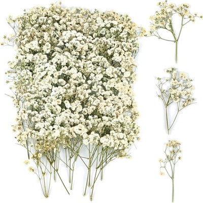 Schleierkraut getrocknete Blumen 100 Stück Basteln DIY Foto Rahmen Weiß