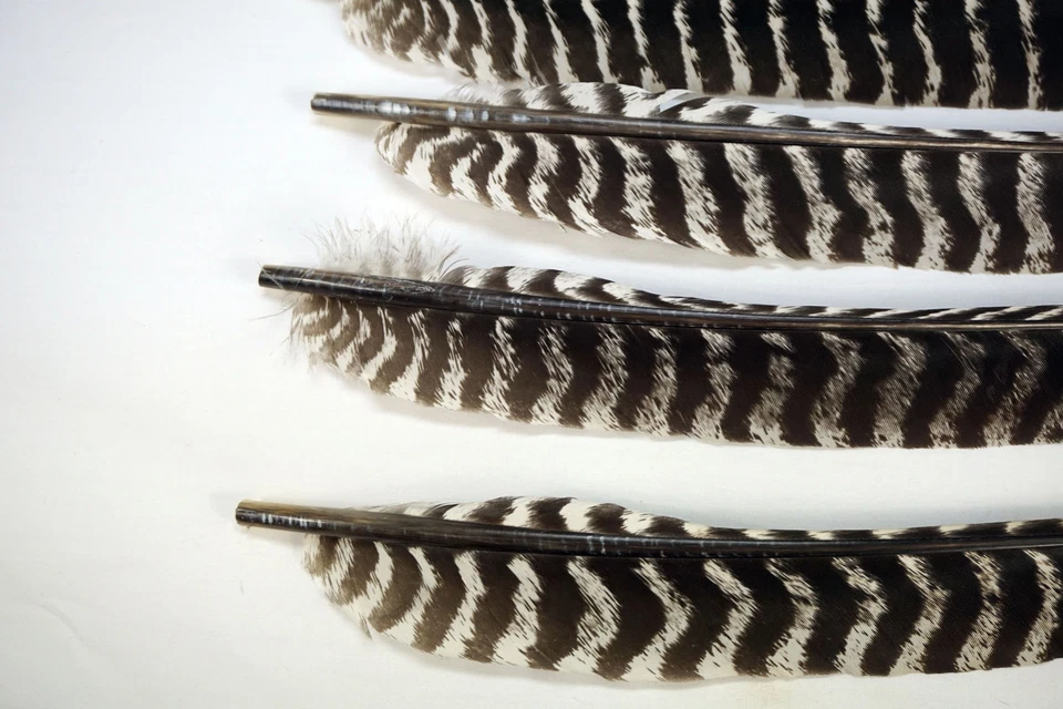 50 - Grade #1 Right Wing Wild Turkey Primary Wing Feathers w/o Quill - Image 3 of 3