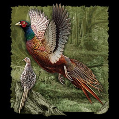 Ring Necked Pheasant  Tshirt    Sizes/Colors